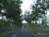 khaolak_Picture 003